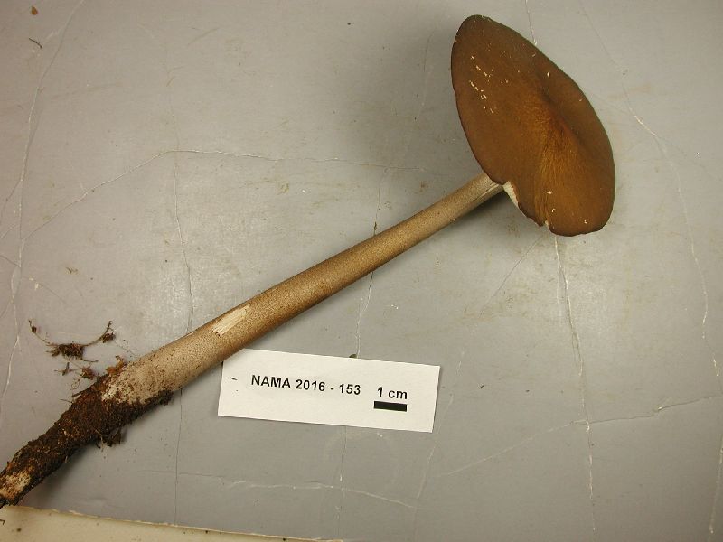 Hymenopellis furfuracea image