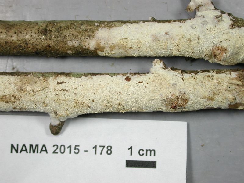 Hyphodontia quercina image