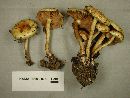 Hypholoma capnoides image