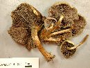 Hypholoma capnoides image