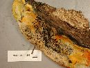 Hypomyces aurantius image