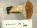Hypomyces lateritius image