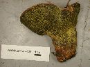 Hypomyces luteovirens image