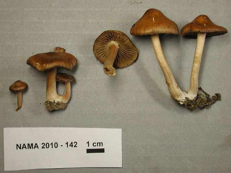 Inocybe catalaunica image