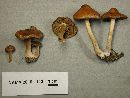 Inocybe catalaunica image