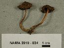 Inocybe lanuginosa image