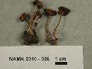 Inocybe pusio image