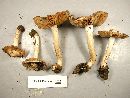 Inocybe corydalina image