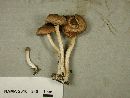 Inocybe flocculosa image