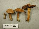 Image of Inocybe gymnocarpa