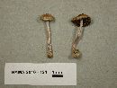 Inocybe lilacina image