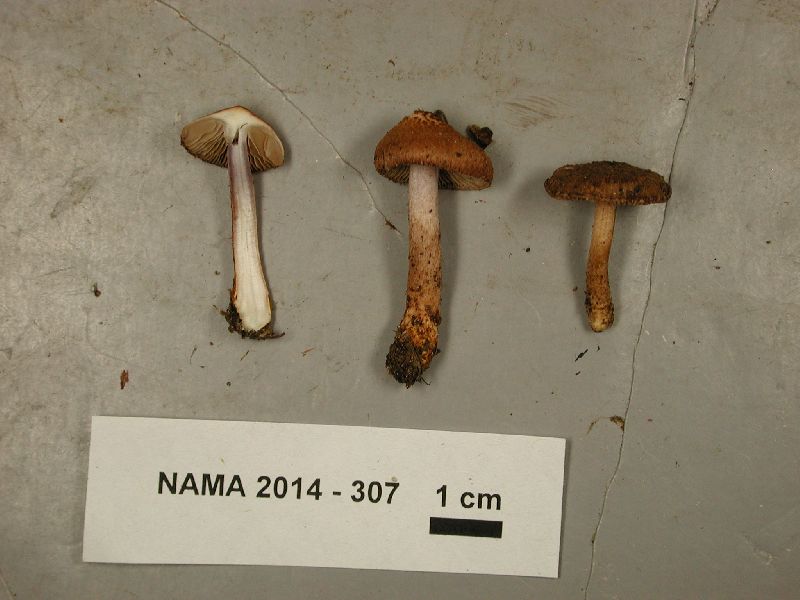 Inocybe pyrotricha image