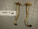 Inocybe rimosa image