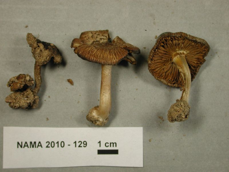 Inocybe rufofusca image