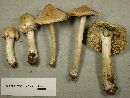 Inocybe sororia image