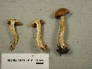 Inocybe terrigena image