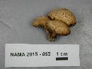 Inocybe unicolor image