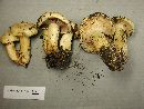 Lactarius aspideoides image