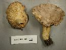 Lactarius circellatus image