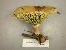 Lactarius chelidonium image