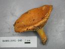 Lactarius croceus image