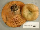 Lactarius deterrimus image