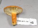 Lactarius hygrophoroides image