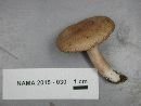 Lactarius imperceptus image