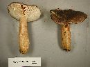 Lactarius kauffmanii image