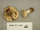 Lactarius luteolus image