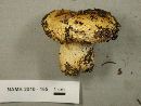 Lactarius repraesentaneus image