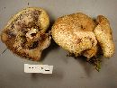 Lactarius repraesentaneus image