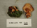Lactarius rufus image