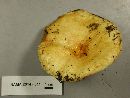 Lactarius scrobiculatus image