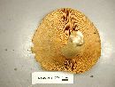 Lactarius sordidus image