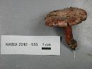 Lactarius subpurpureus image