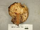 Lactifluus corrugis image
