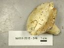 Lactifluus glaucescens image
