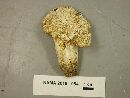 Lactifluus glaucescens image
