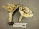 Lactifluus glaucescens image