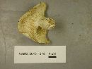 Lactifluus glaucescens image