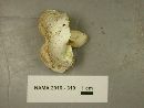 Lactifluus glaucescens image