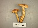 Lactarius volemus image