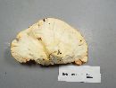 Laetiporus cincinnatus image