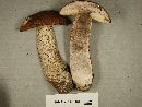 Leccinum insigne image