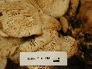 Lentinellus ursinus image