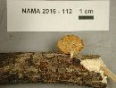 Lentinus suavissimus image