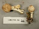 Lepiota clypeolaria image