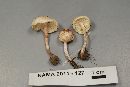 Lepiota cristata image