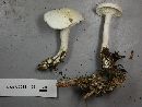 Leucopaxillus albissimus image